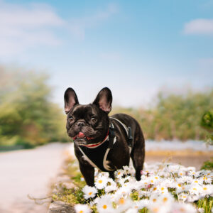 フレンチブルドッグとのお出かけ前プランニング完全ガイド｜失敗しない旅行準備のコツ