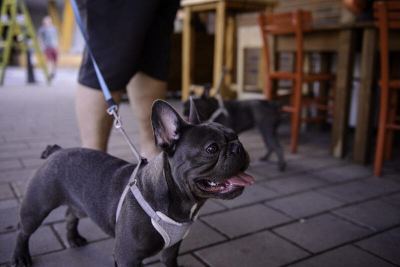 フレンチブルドッグとカフェ・レストラン・観光地・ショップでの同伴マナー｜トラブルを防ぐ基本ルール
